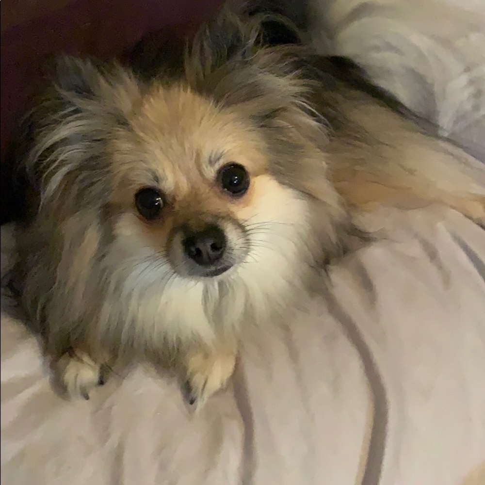 We are a dog friendly home!!